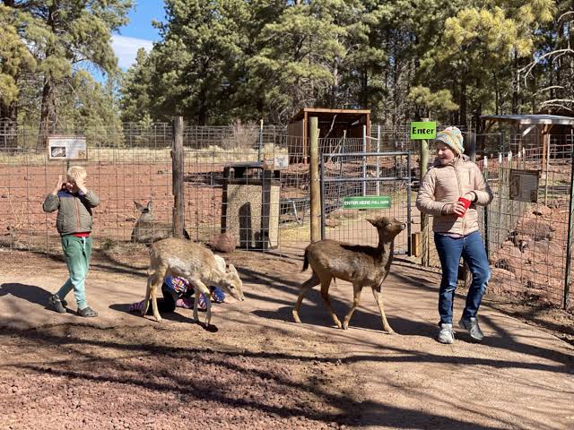 Grand Canyon Deer Farm in Williams Arizona